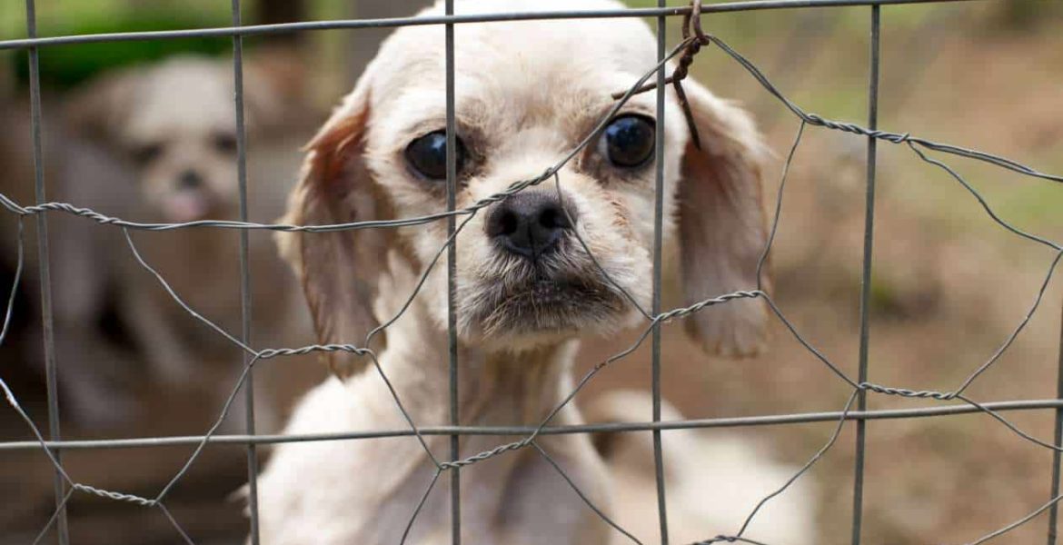 Dr Evil Fuels Dogfight Between Akc Humane Society Center For Public Integrity