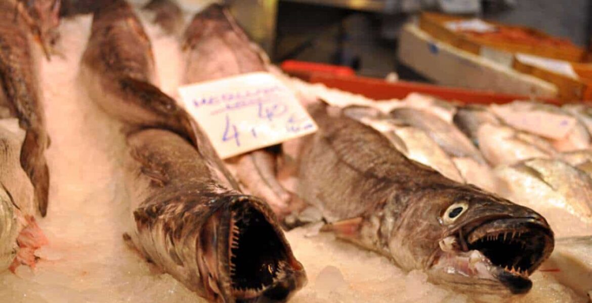 Hake Hoax In Spanish Markets Center For Public Integrity