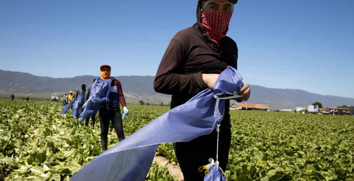Hidden hardship: Guest farmworkers with visas died of COVID-19 in obscurity while Trump planned wage freezes – Center for Public Integrity - Vimarsana News