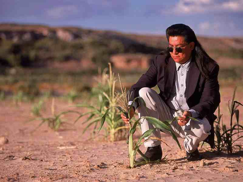 Indigenous farmer Harris Polelanema shows his stunted corn on his Hopi Reservation plot.