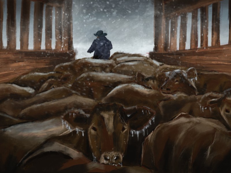 An illustration of cows in a barn. There is snow falling outside the barn. Some of the cows have ice cycles hanging from their noses and ears. A farmer wearing a cowboy hat is in the background looking away from the cows.