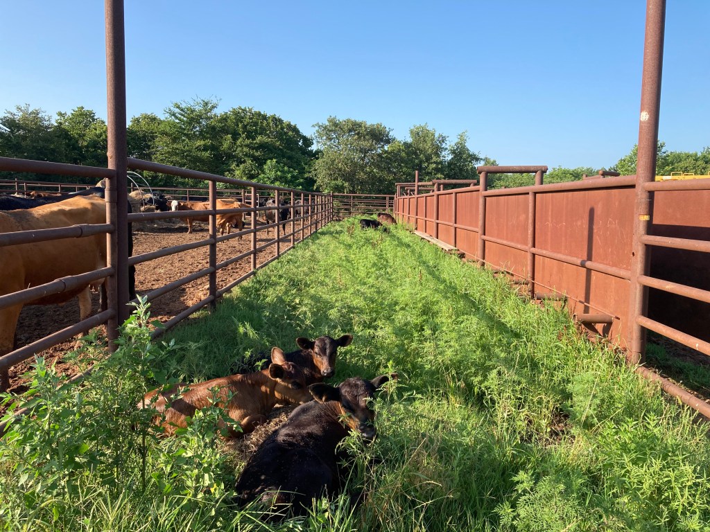 Some cows are seated, while other cows stand in the fenced in area of a farm. 