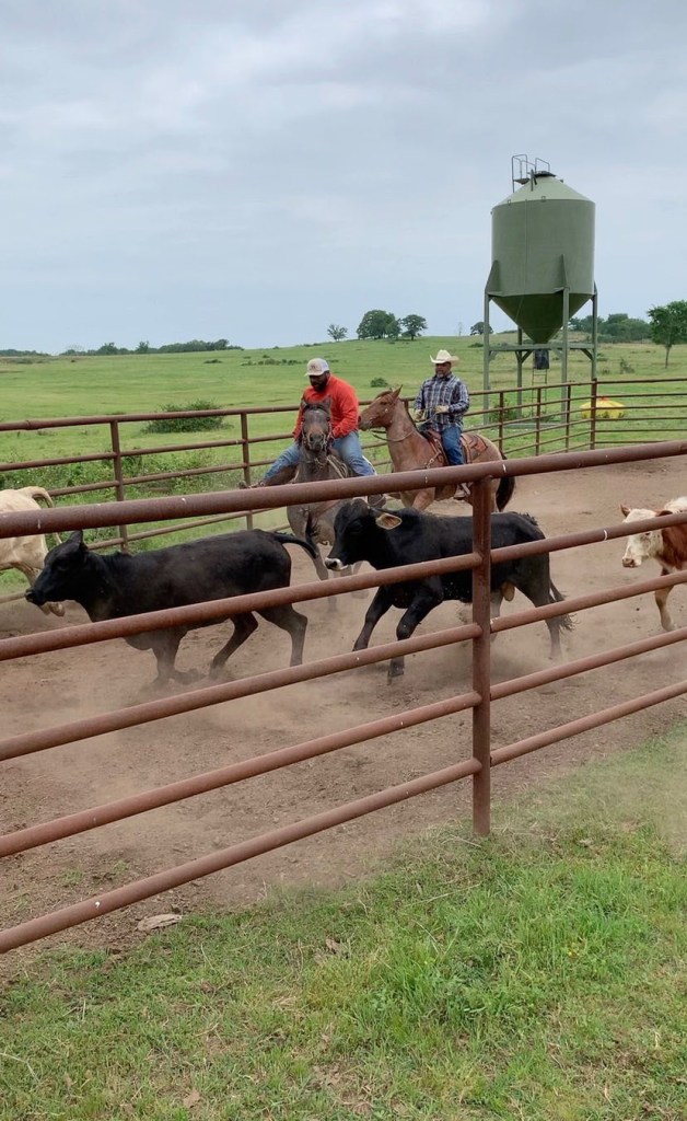Two men, Nate Bradford Jr. is on the right, ride horses as they try to steer cattle in a fenced in area of farmland. 